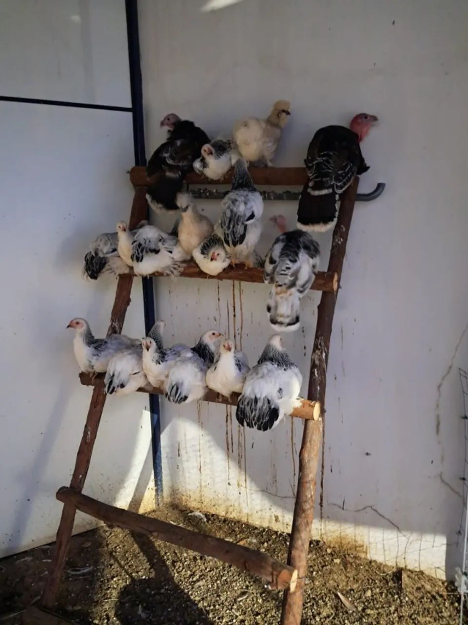 Aves - Foto 6