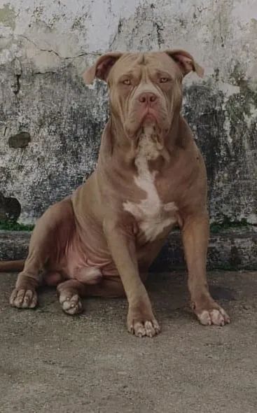 Filhote de pitmonster macho 100% puro - Foto 3