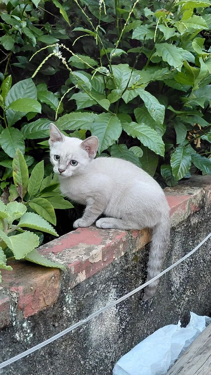 Doação Responsável Gatinhas 