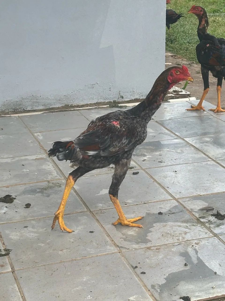 Galos e galinhas indiana - Foto 4