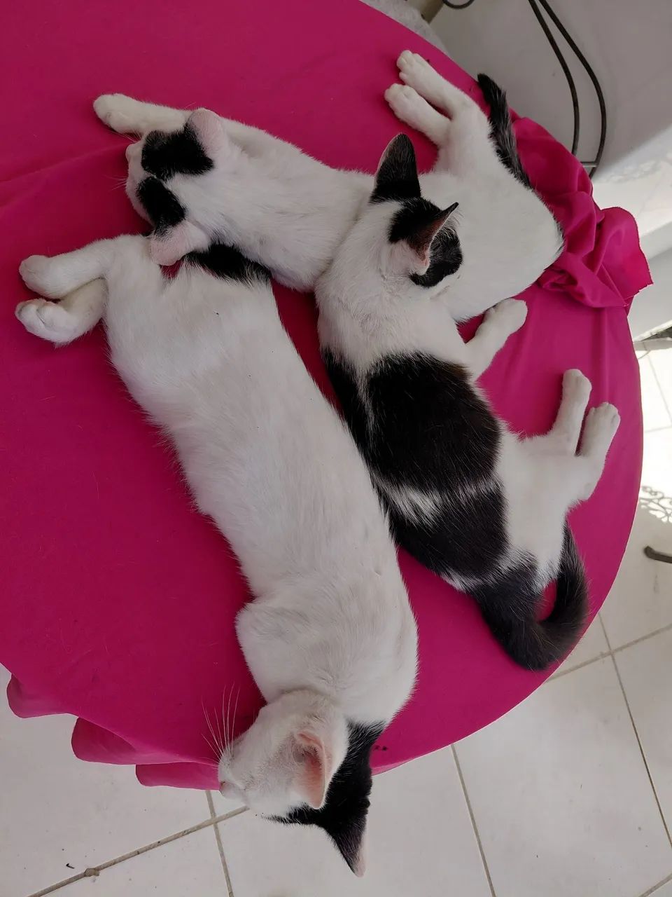 Gatinhos para adoção 