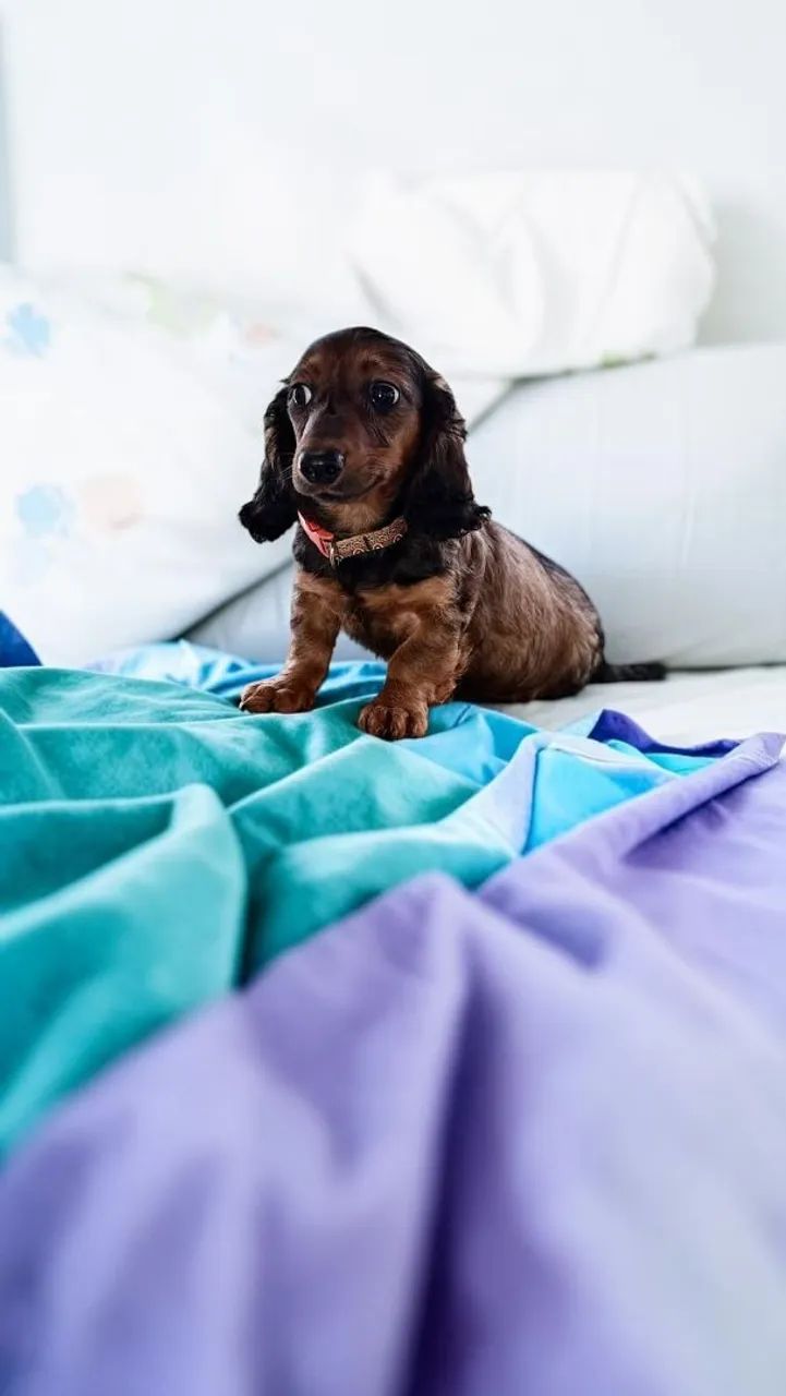 Daschund pelo longo - Foto 4