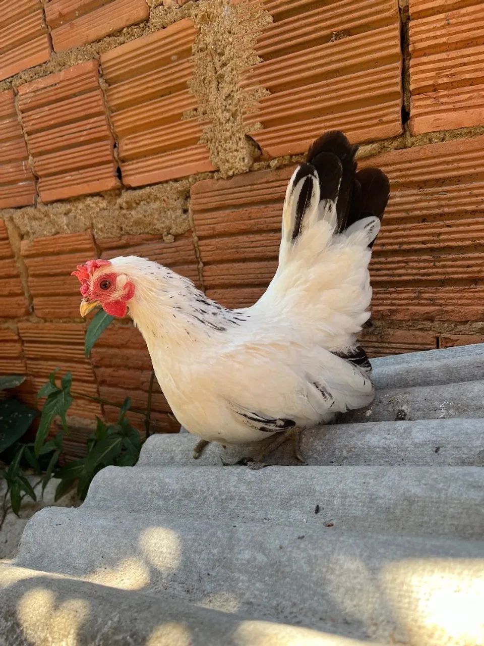 Galinhas