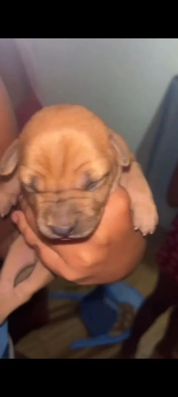Pit bull