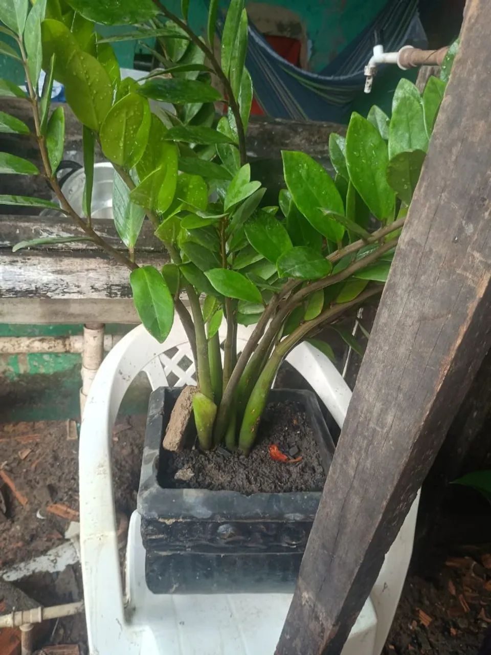 PLANTA DISPONÍVEL ? - Foto 2