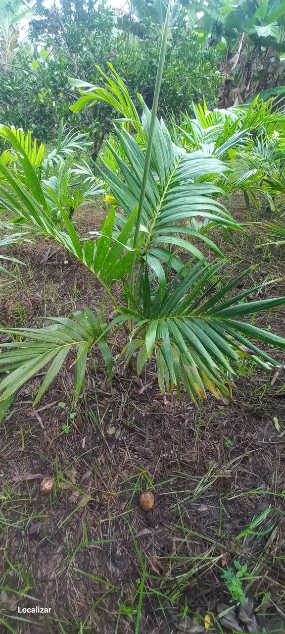 Plantas - Foto 2