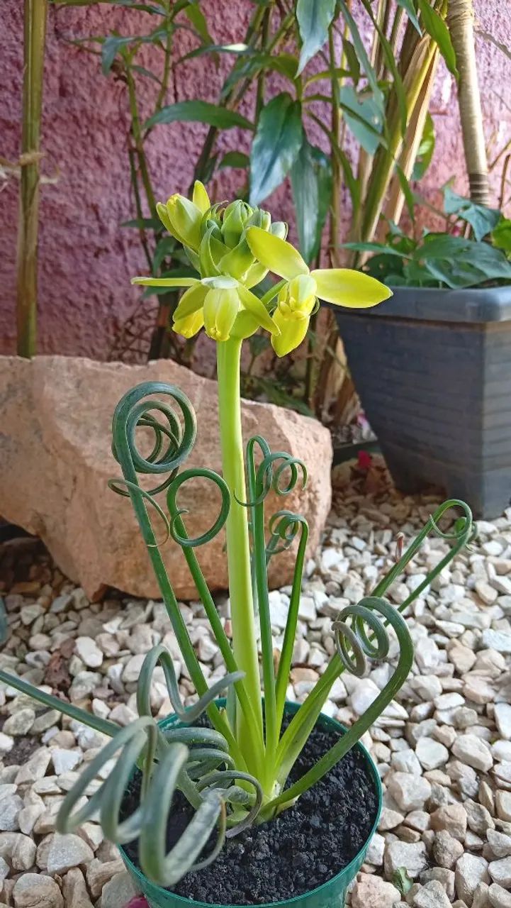 Planta exótica  - Foto 2