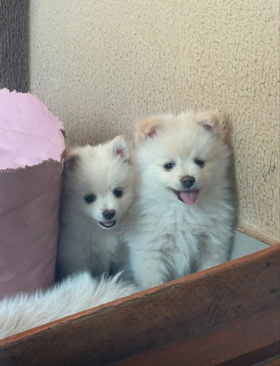 SPITZ ALEMÃO  - Foto 2