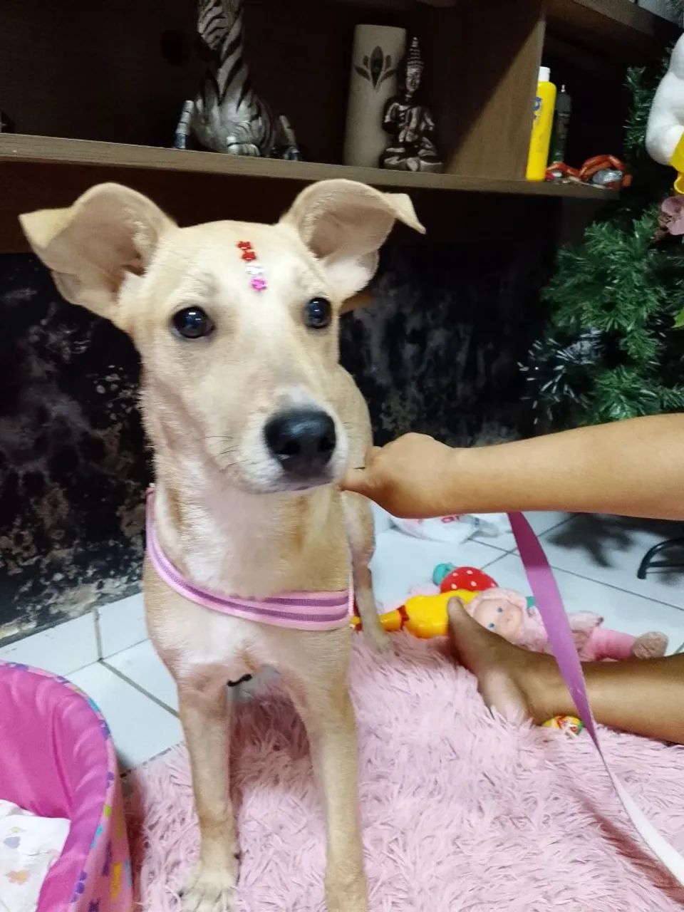 Doação  - Foto 3