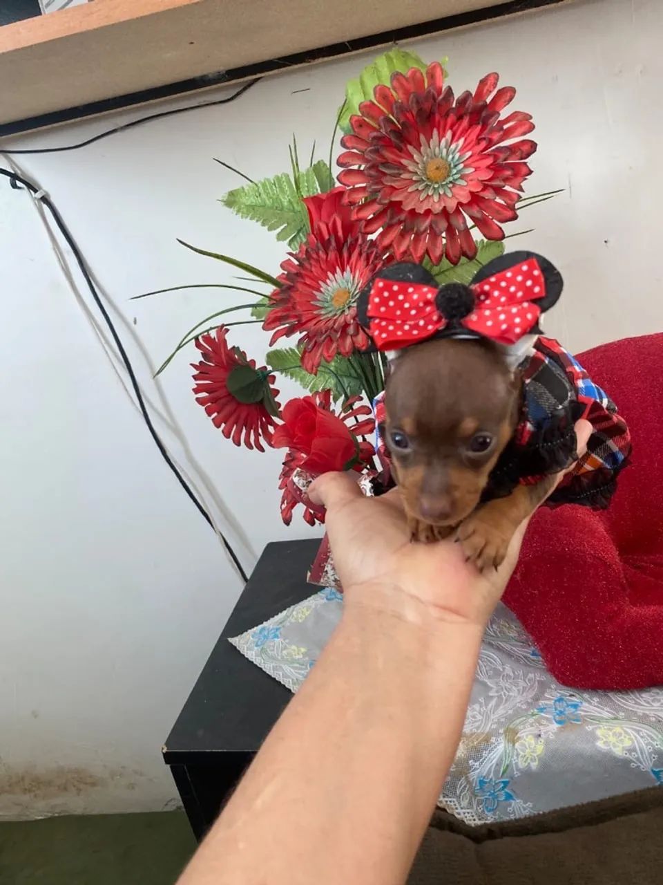 Pinscher miniatura zero  - Foto 3