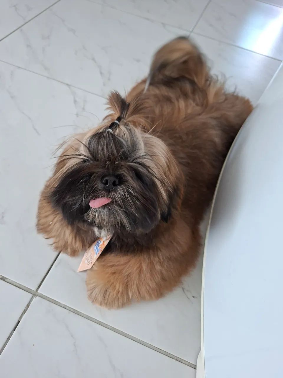 Cachorro ?  - Foto 3