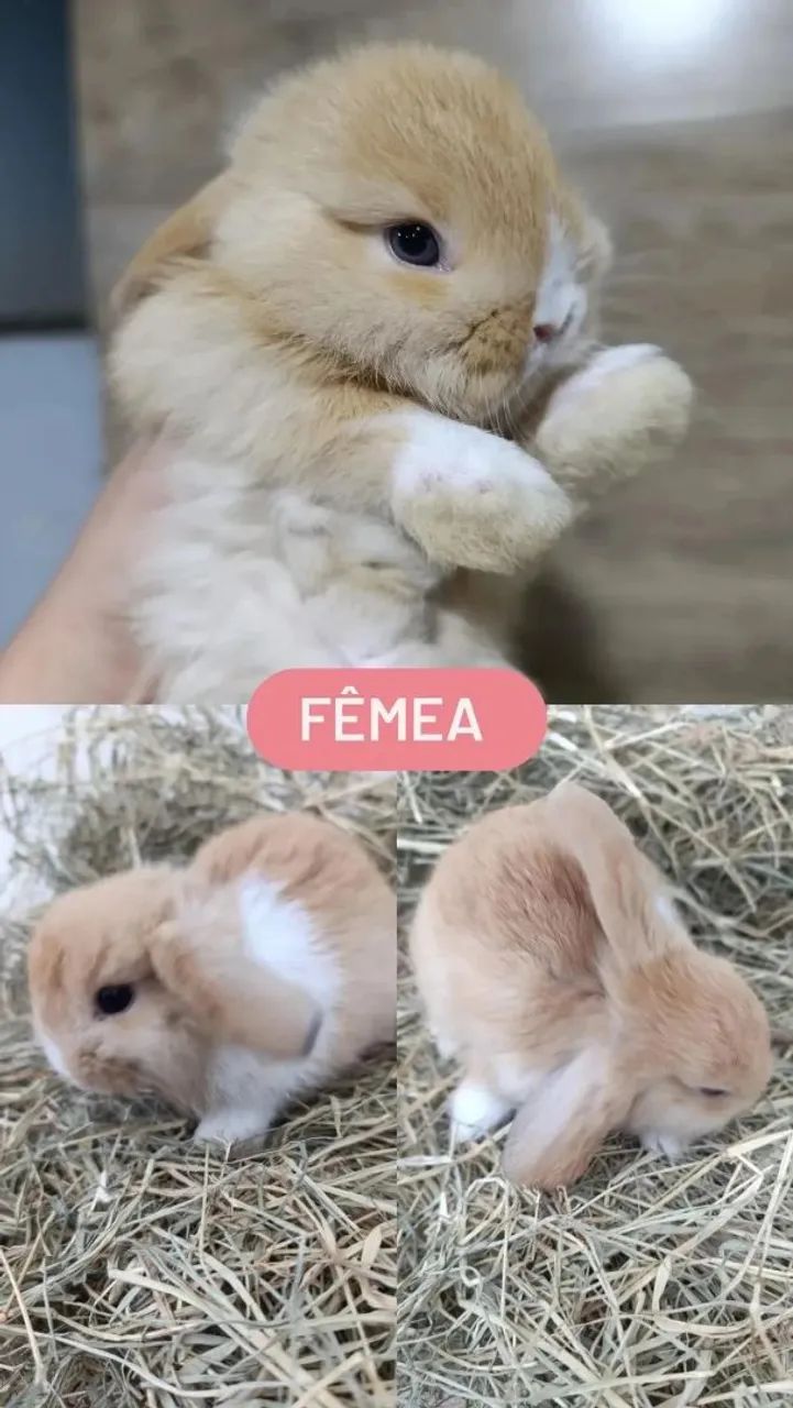 Coelho Mini Lop Uruguaio  - Foto 3