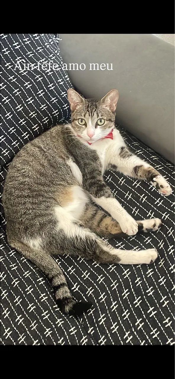 Gata castrada 