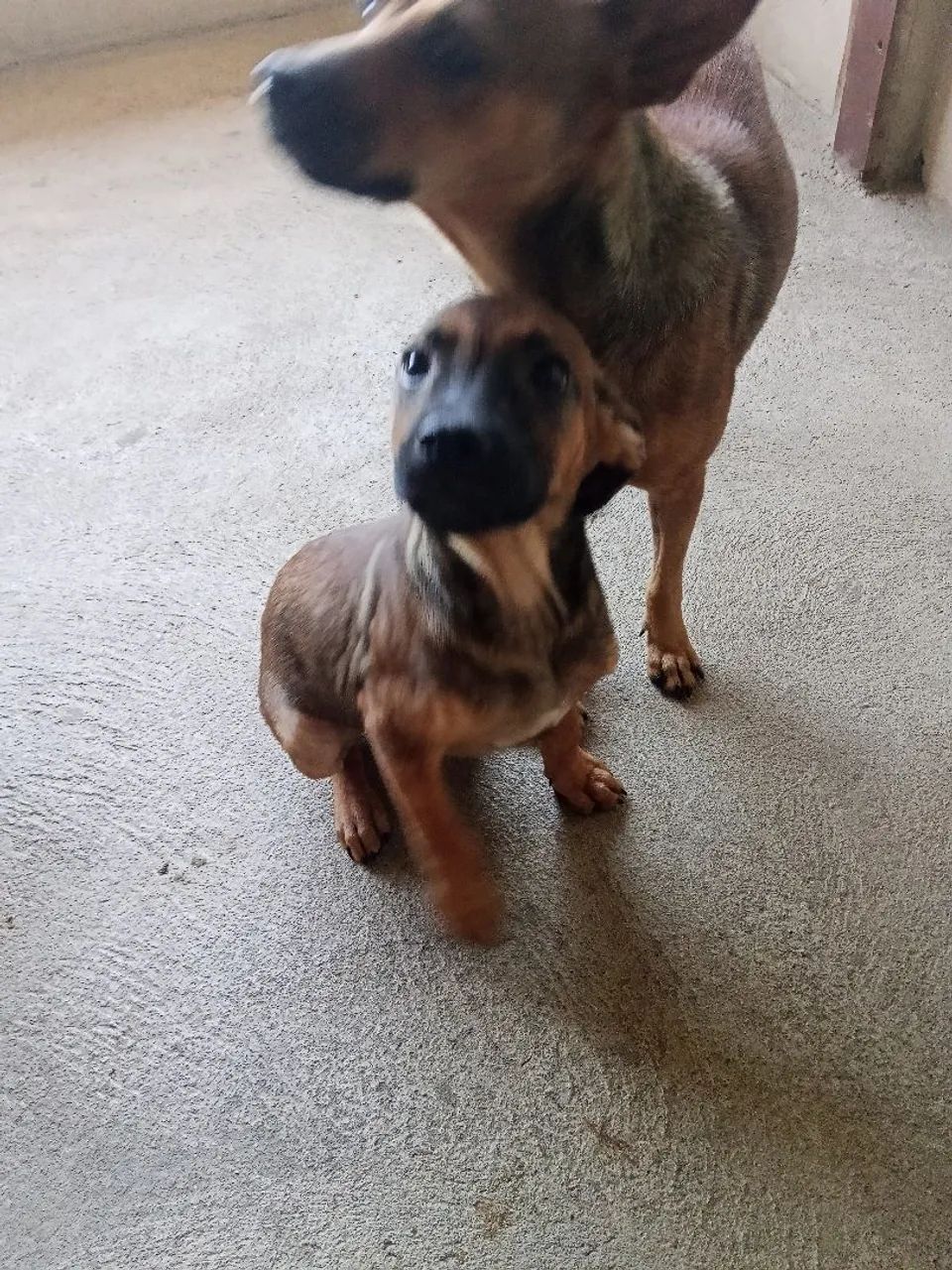 Cadela e filhotes para adoção responsável  - Foto 4