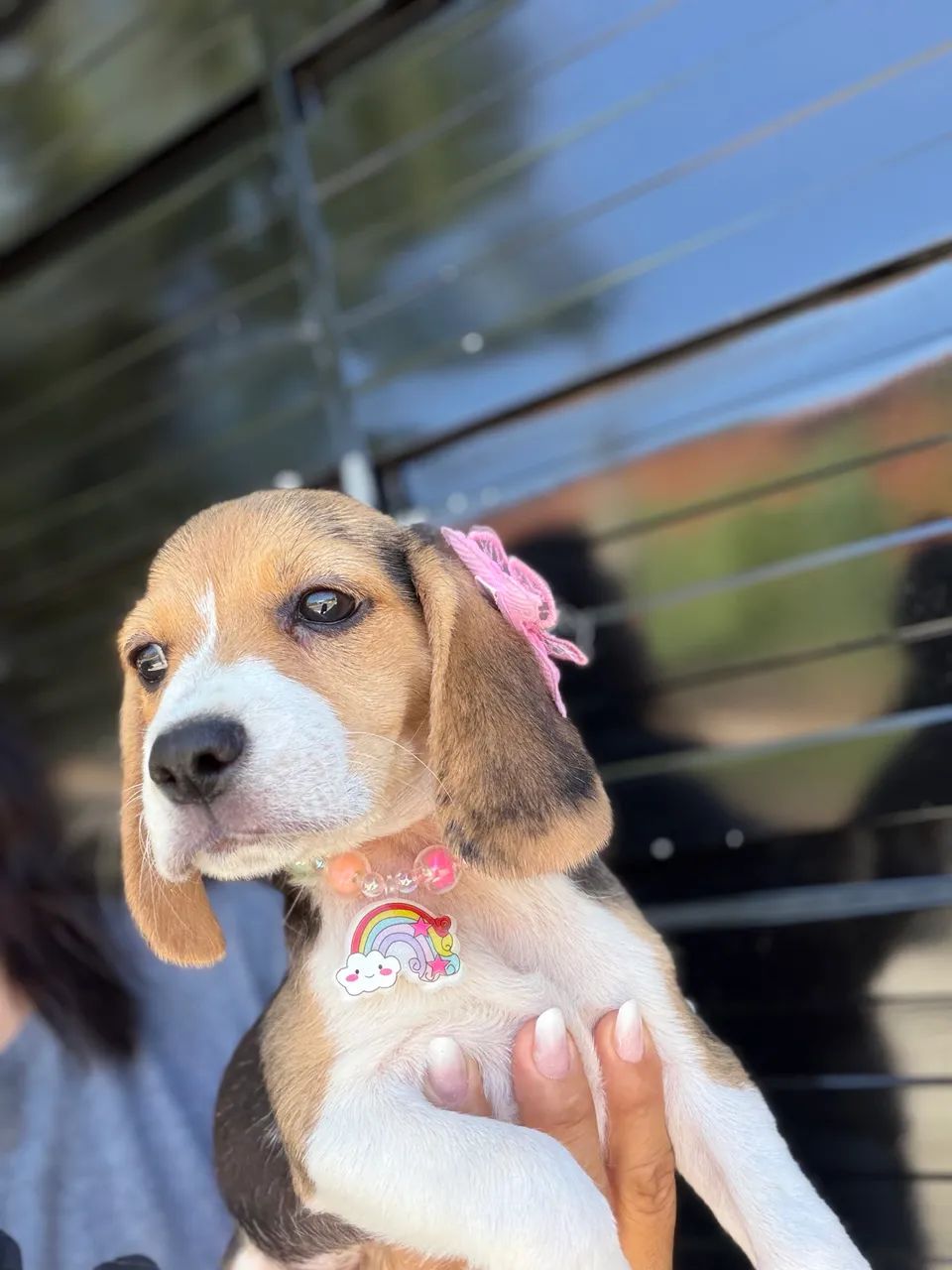 Beagle
