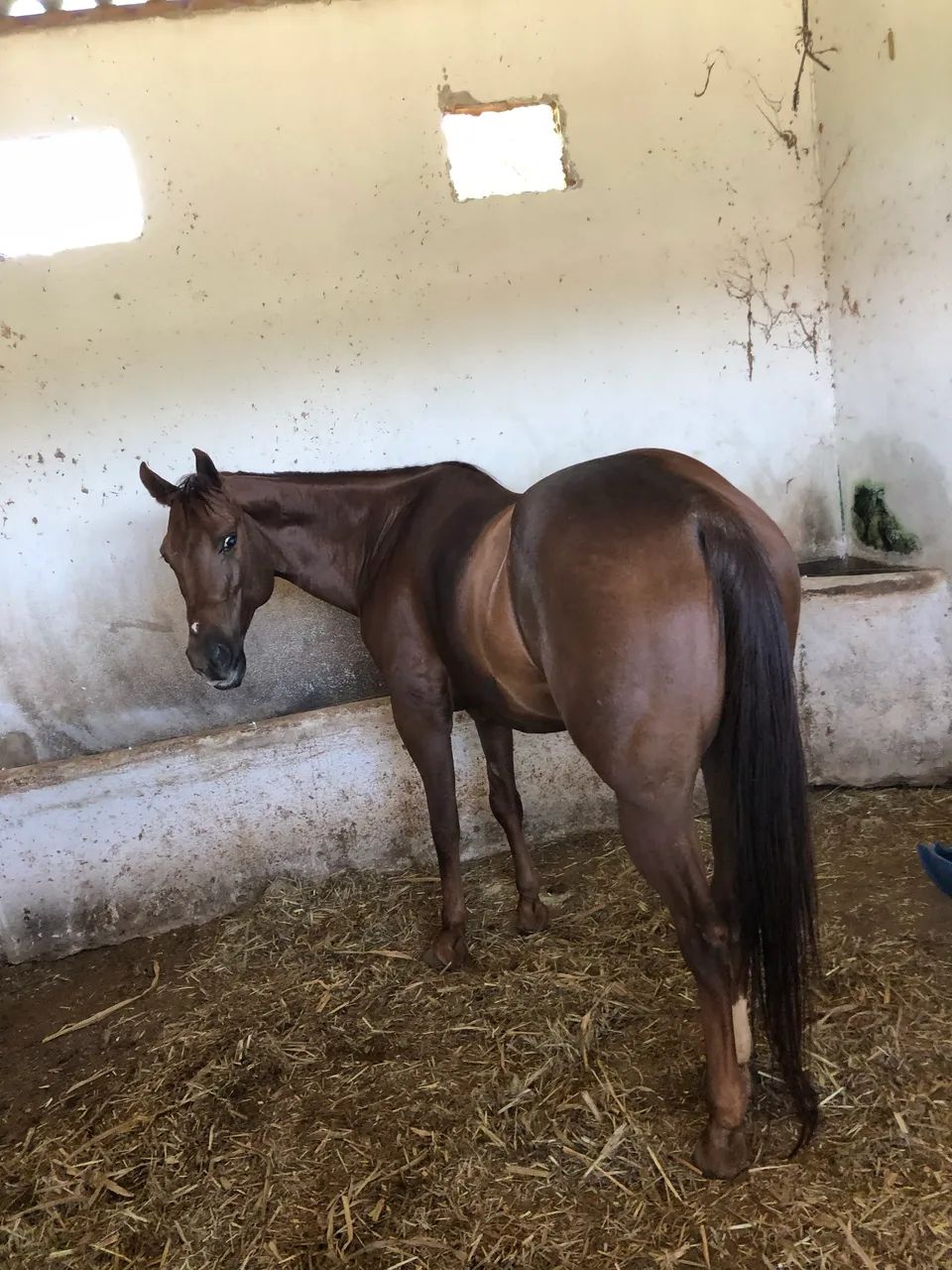 Cavalo quarto de milha  - Foto 6