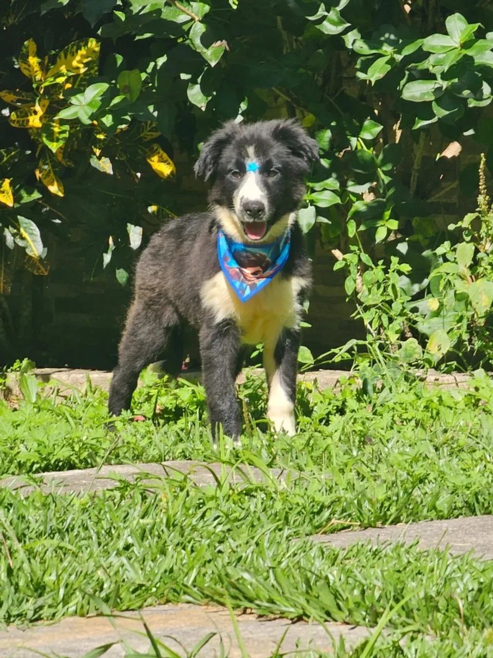 Border Collie | Entrega em Maringá 27/03