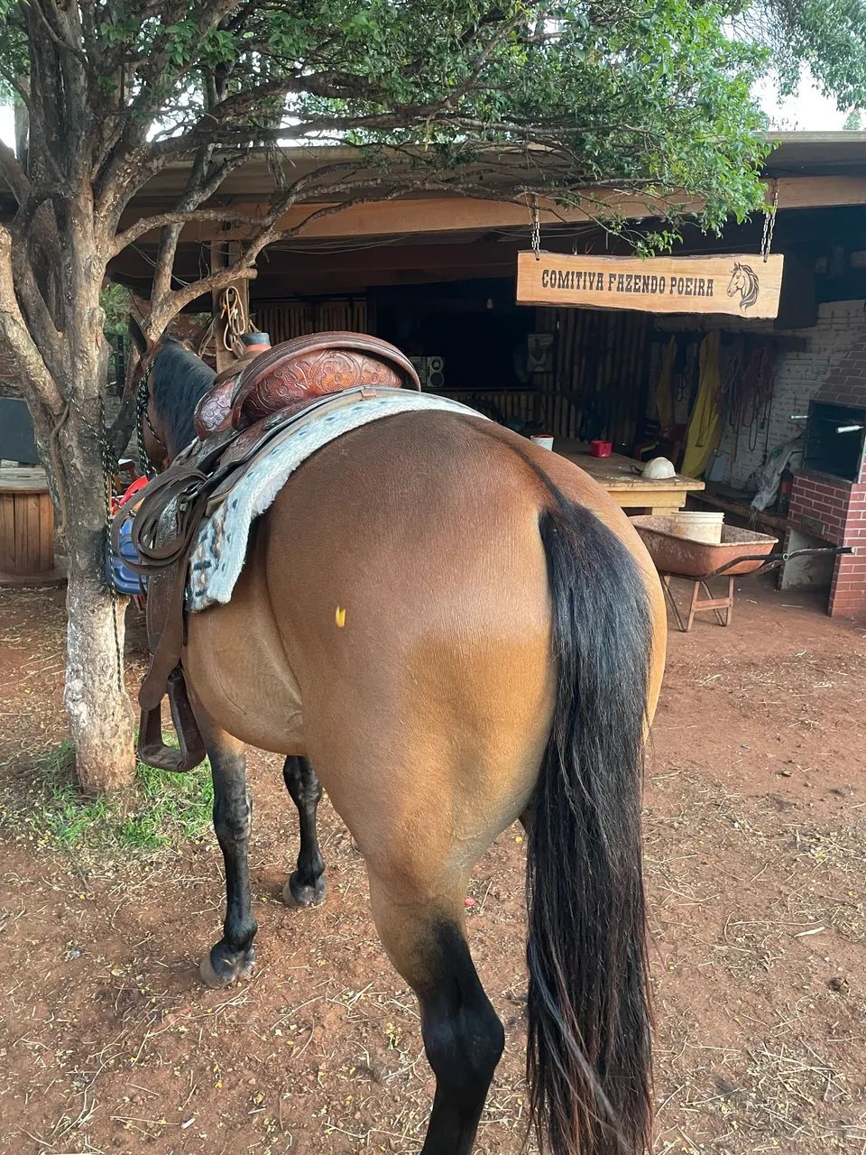 Cavalo quarto de Milha  - Foto 5