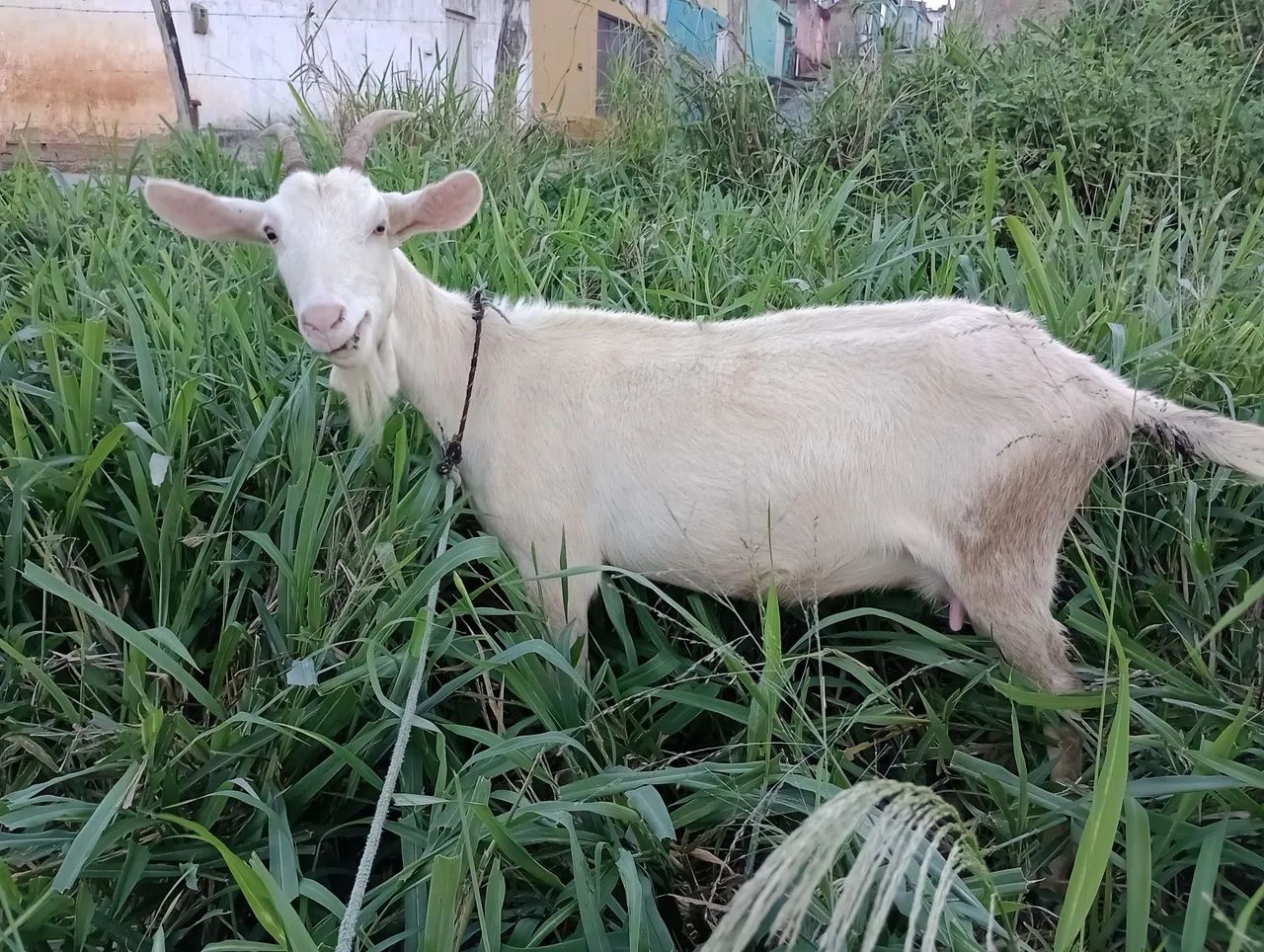 Lote Cabras leiteira 