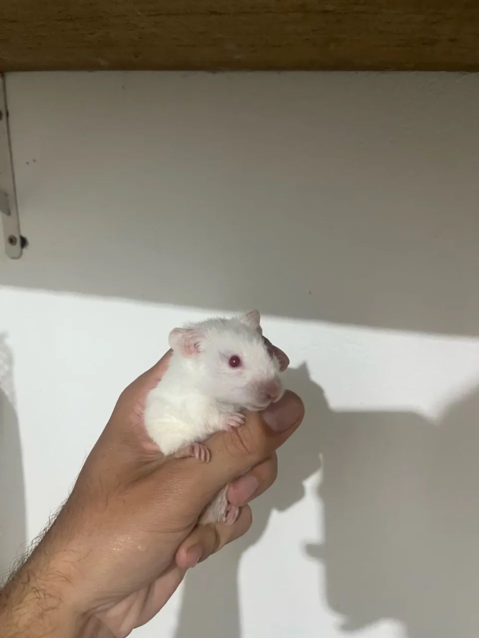 Hamster Sírio  - Foto 2