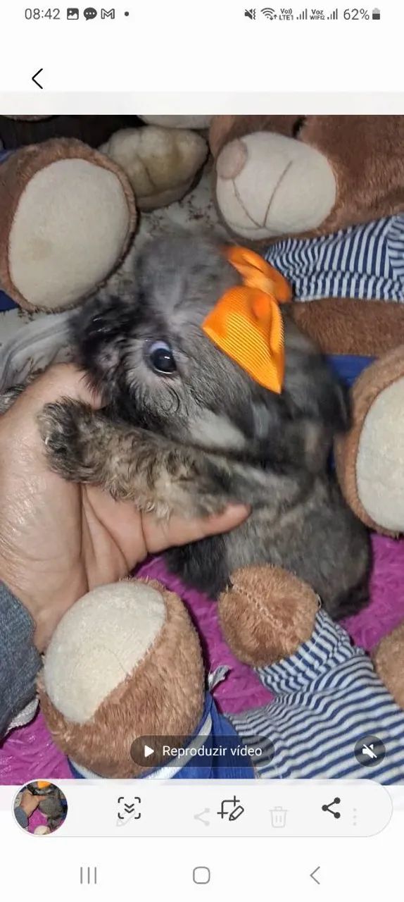 Shih tzu mini fêmea  - Foto 3