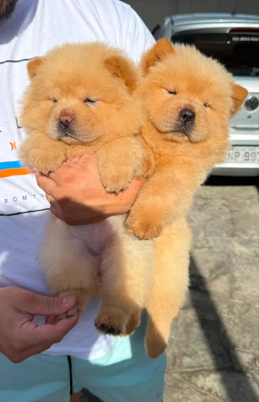 Chow Chow porte Americo  - Foto 3