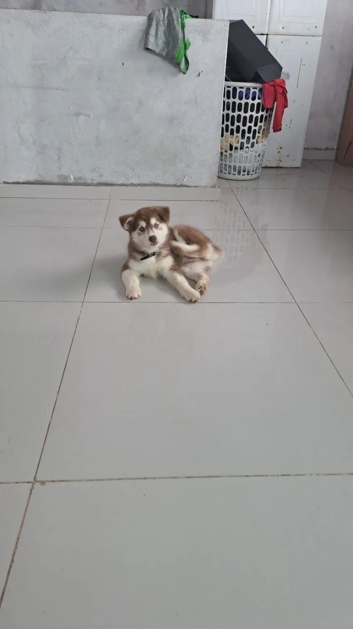 Husky Siberiano  - Foto 2