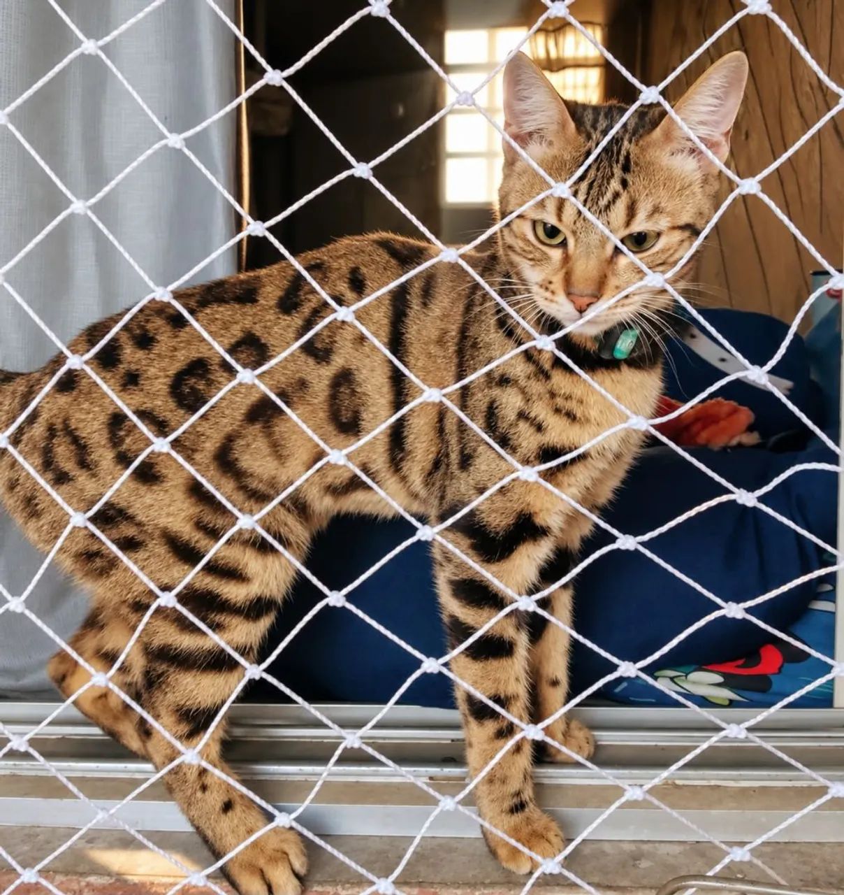 Gato Bengal  - Foto 4