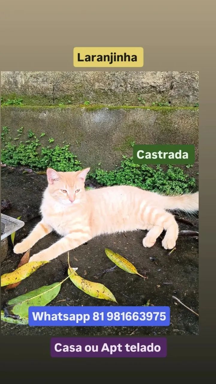 Gato - Foto 3