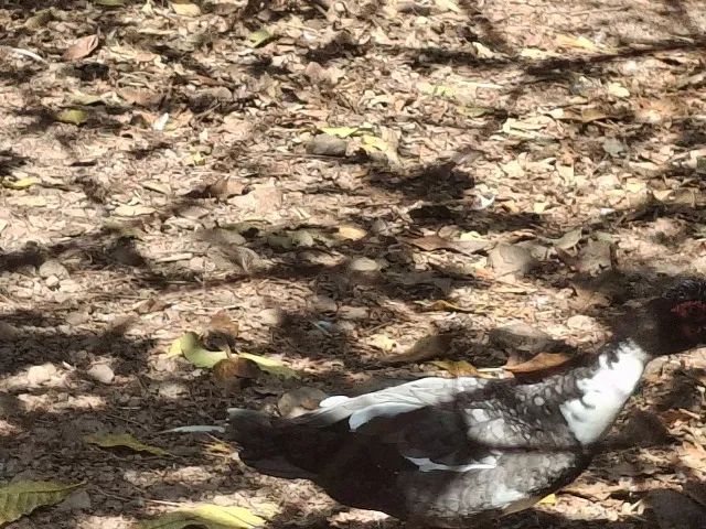 Pato macho 