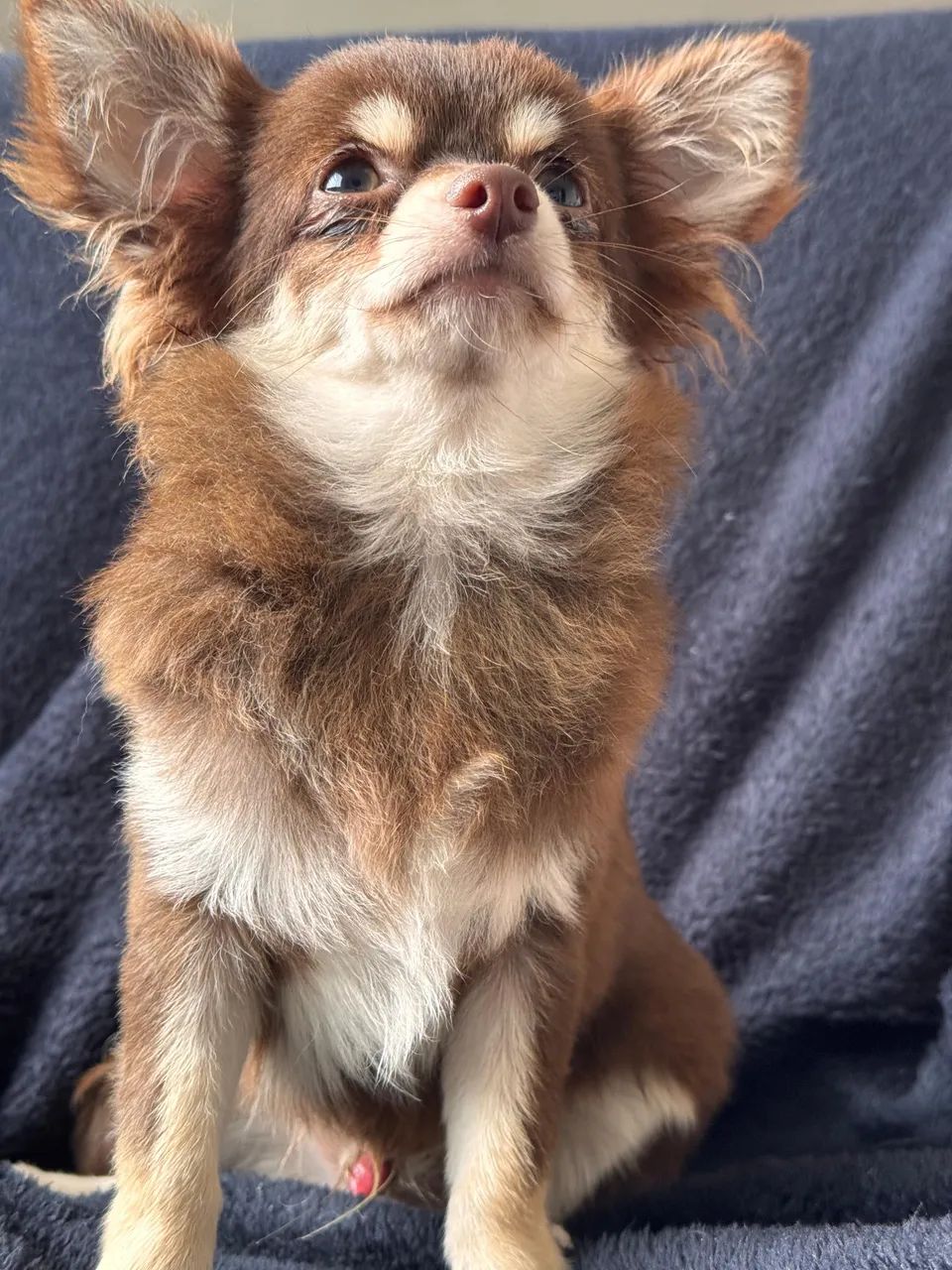 Chihuahua com 6 meses pesando 2kg com pedigree e vacinado 