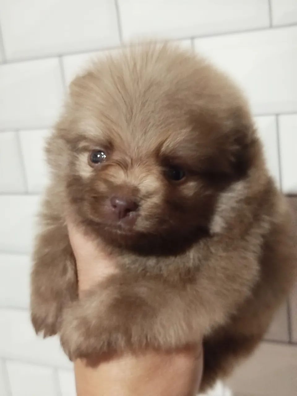 Spitz Alemão Beaver - Cachorros - Centro, Londrina 1501546138 | OLX