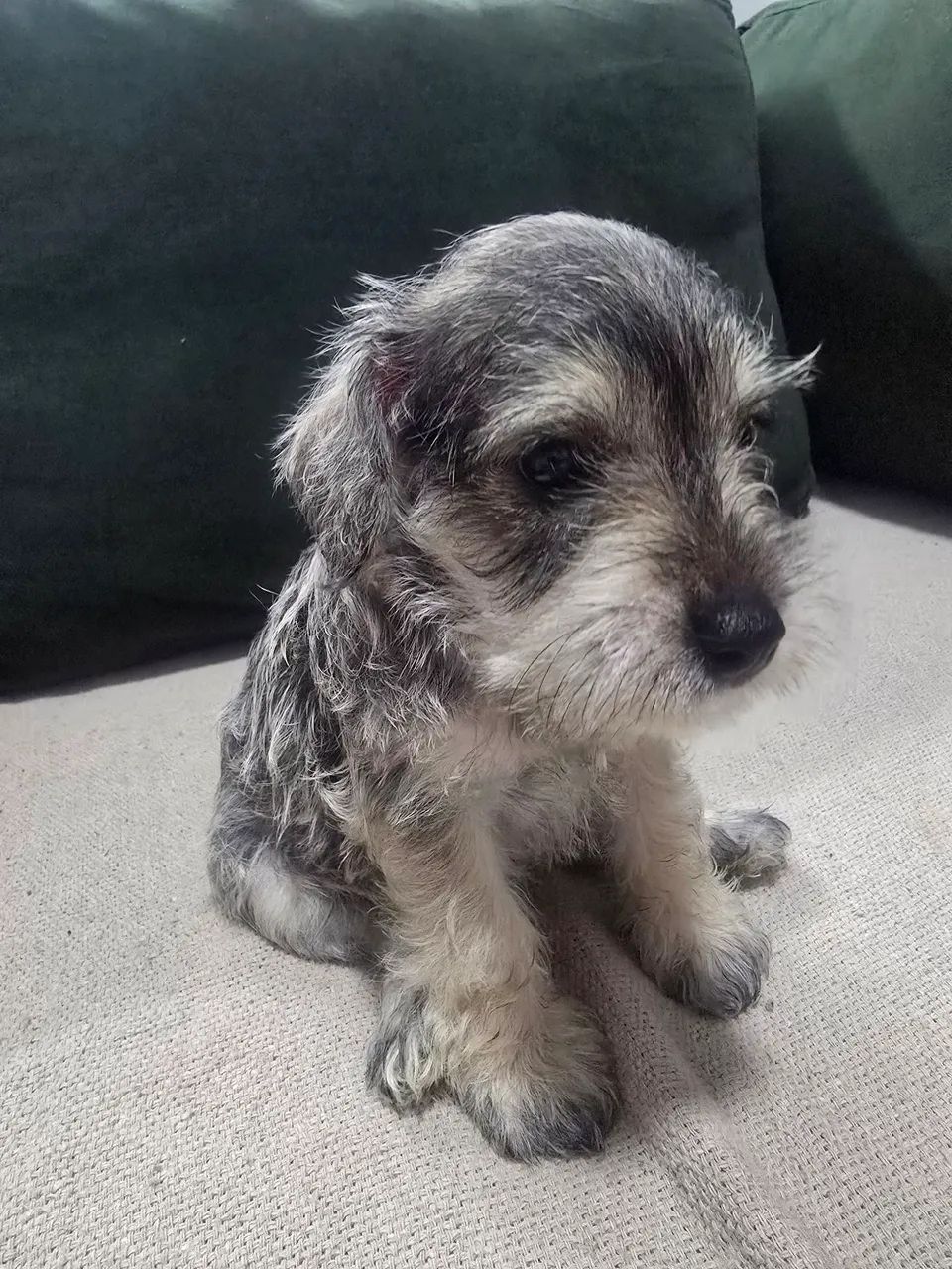 FILHOTE SCHNAUZER 