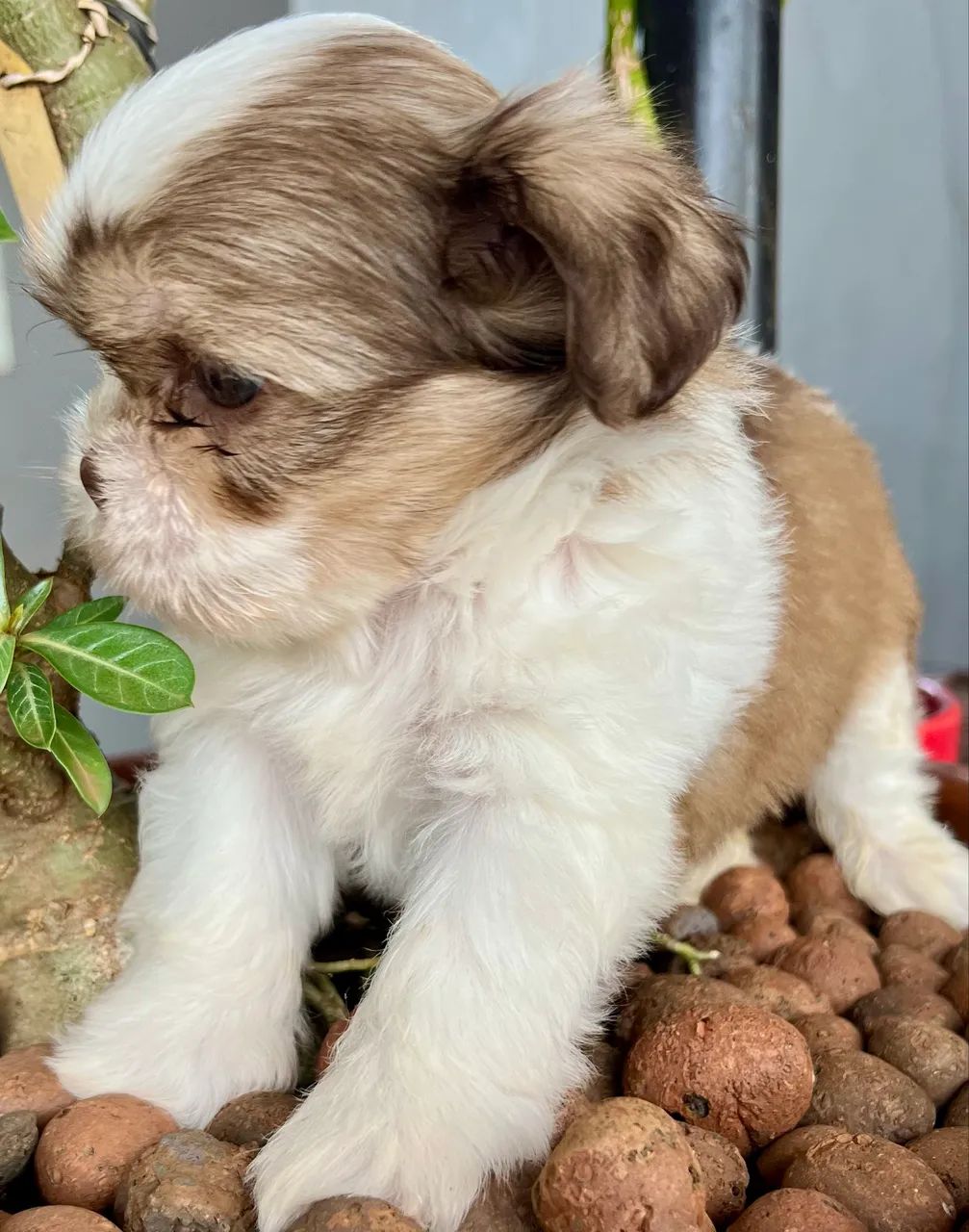 Shih Tzu - Foto 3