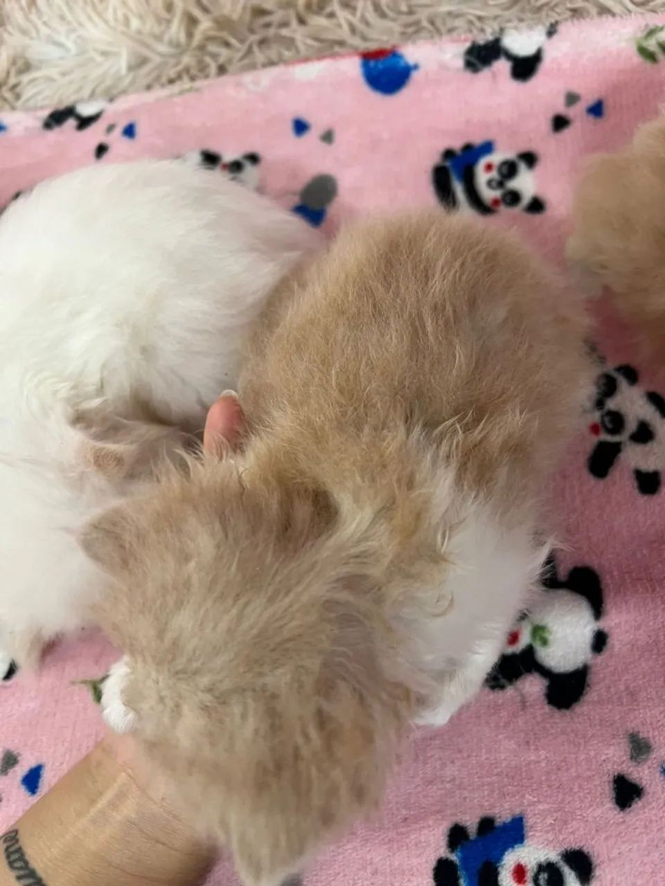 Filhotes de gatos persas - Foto 4