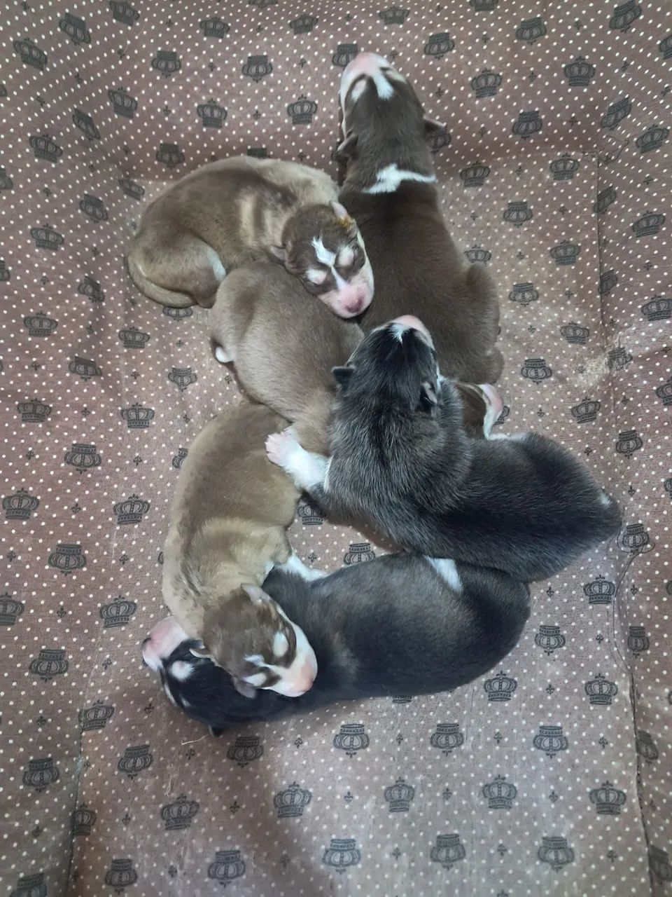Husky siberiano macho e fêmea  - Foto 4