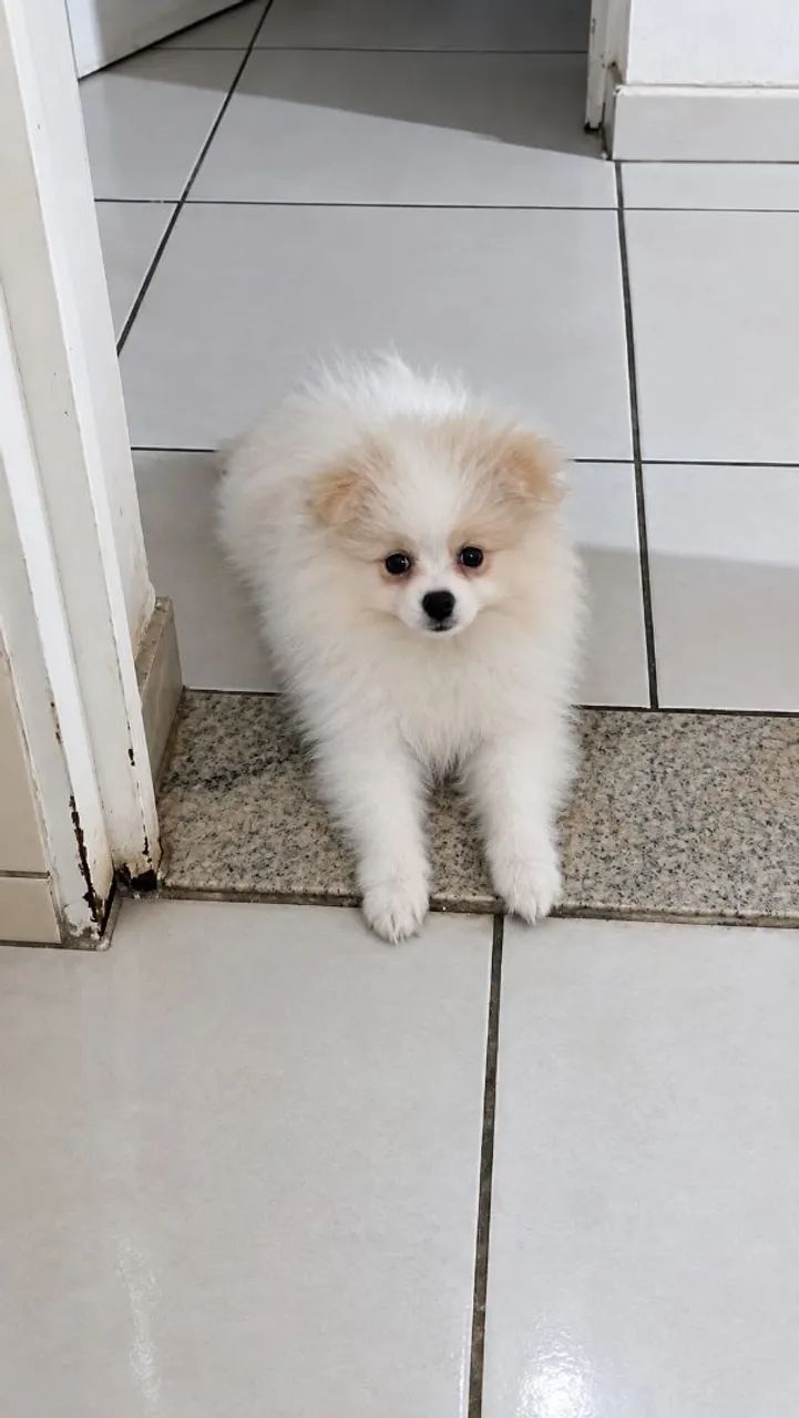 Filhotes spitz alemão  - Foto 2