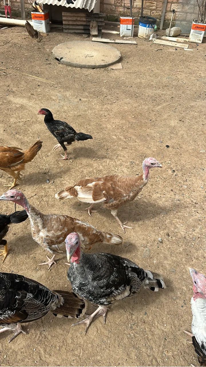 Vende se casal de Peru 