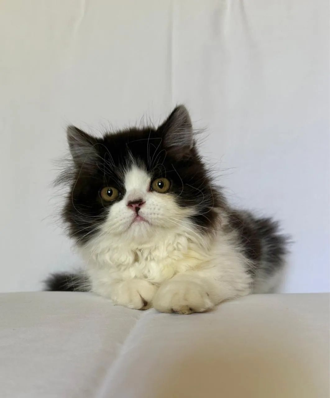 Gato Persa Fêmea e Macho - Foto 5