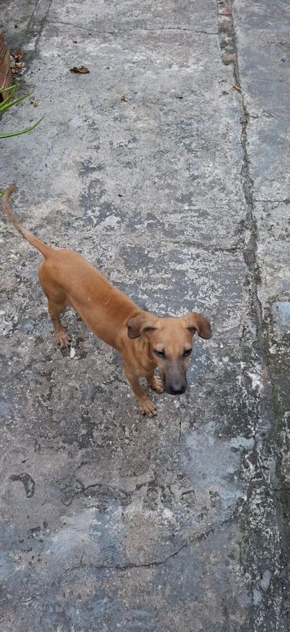 Adoção responsável  - Foto 2
