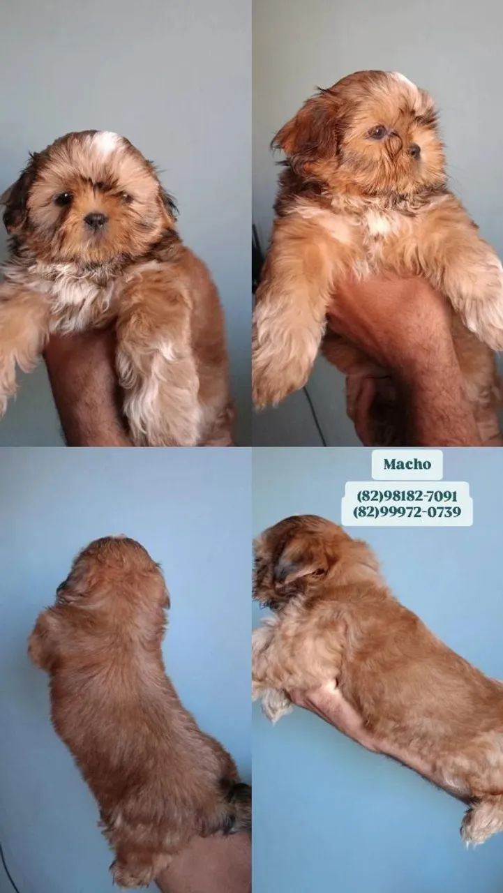 ShihTzu filhotes  - Foto 3