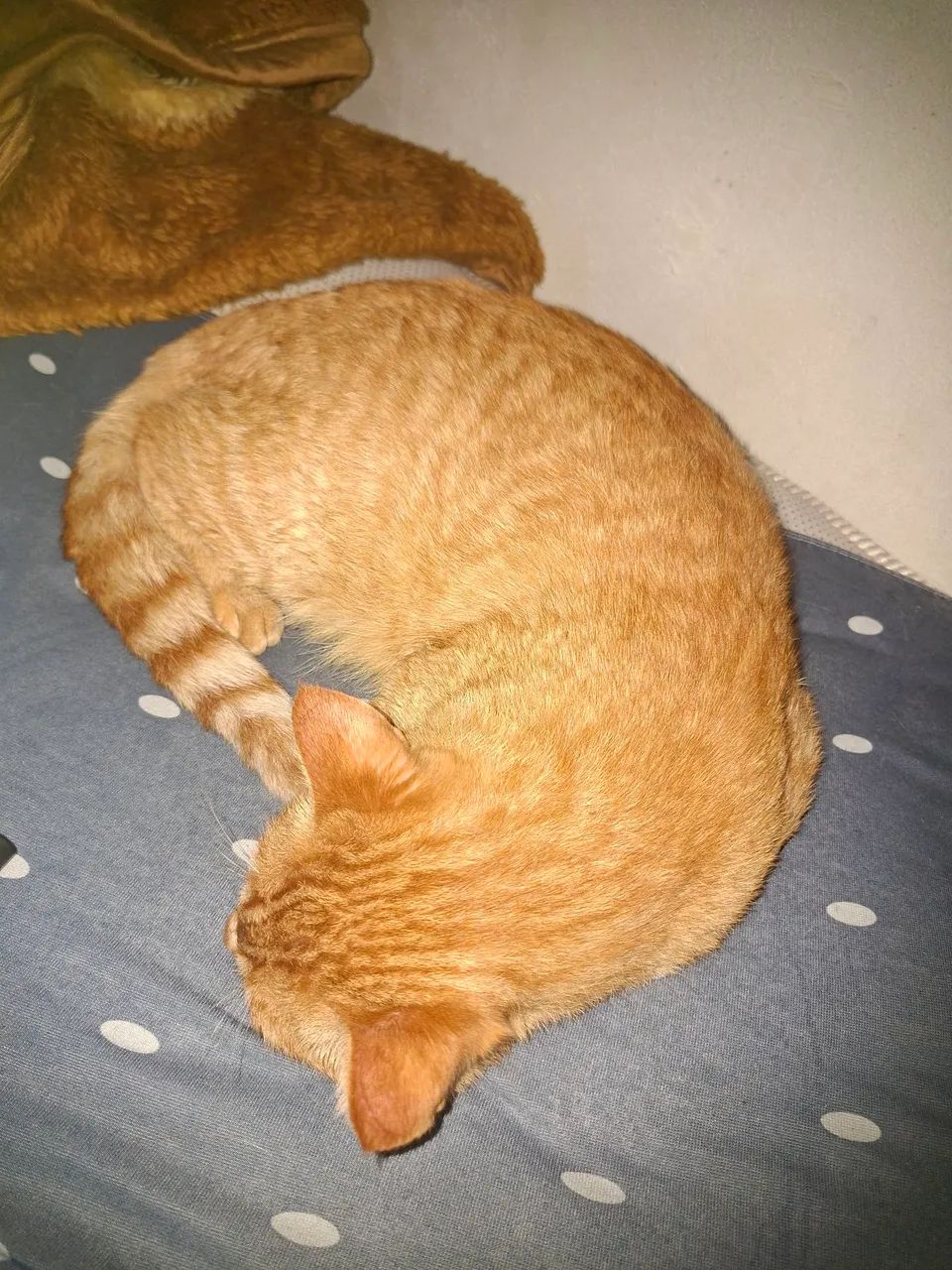 Gato para doação 