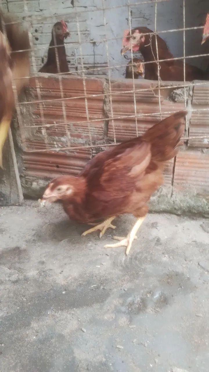 Galinha - Foto 2