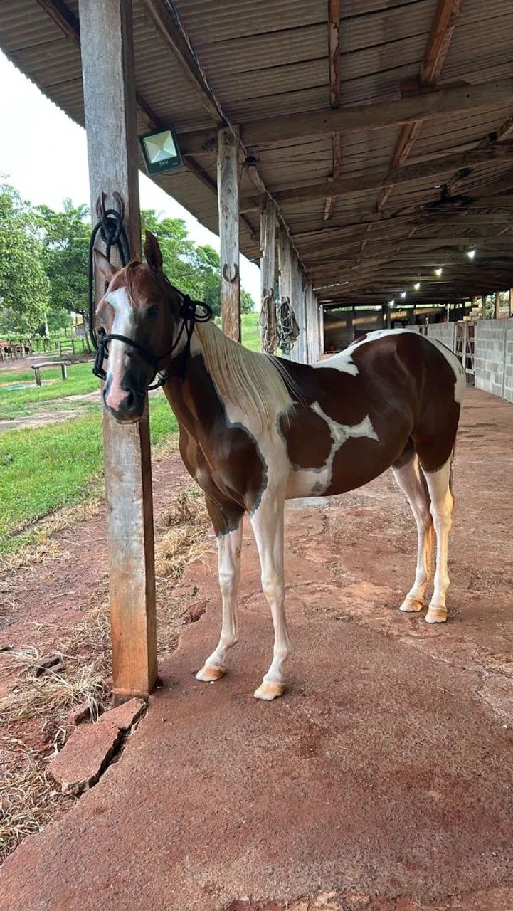 Potro Paint horse P.O  - Foto 2