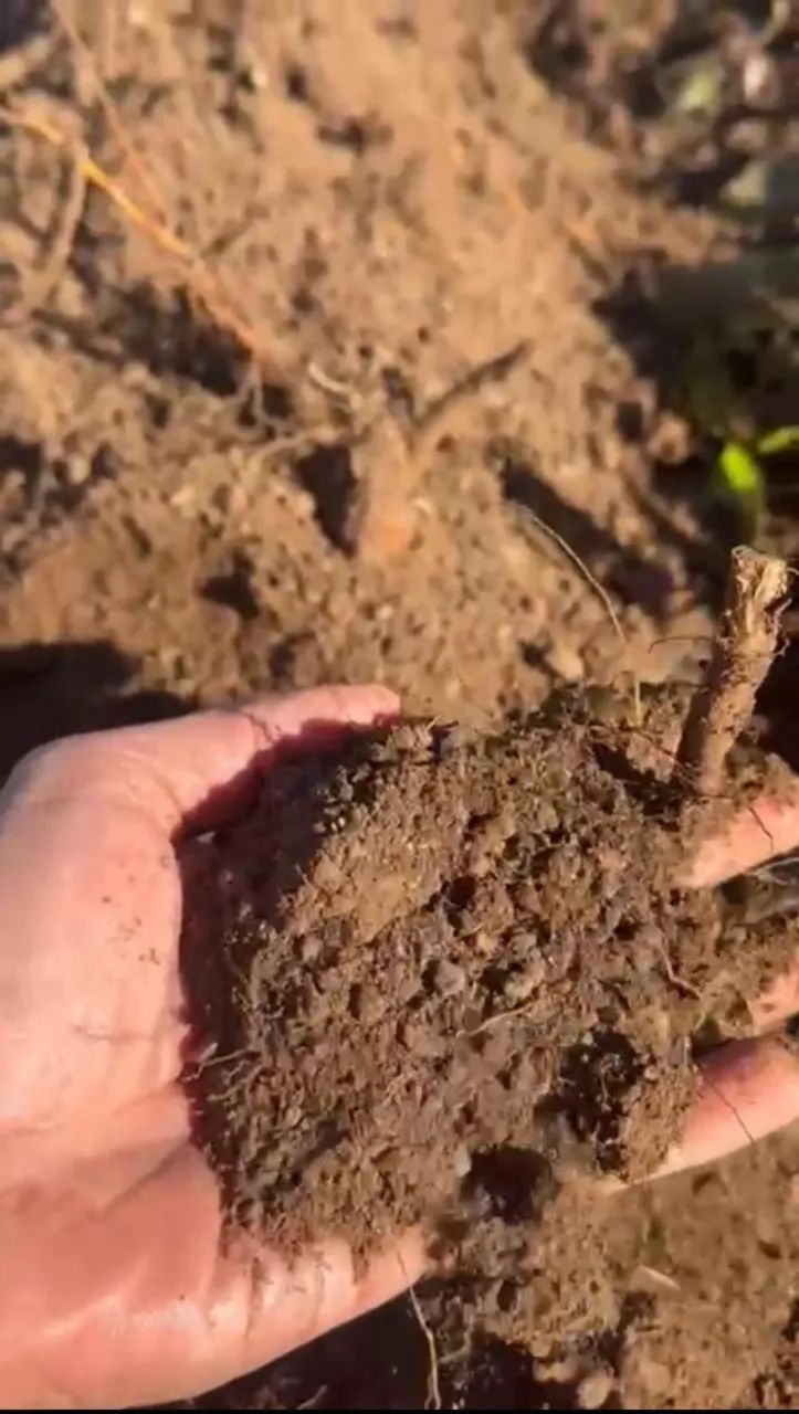 Fazenda à Venda em Santa Rita - Tocantins