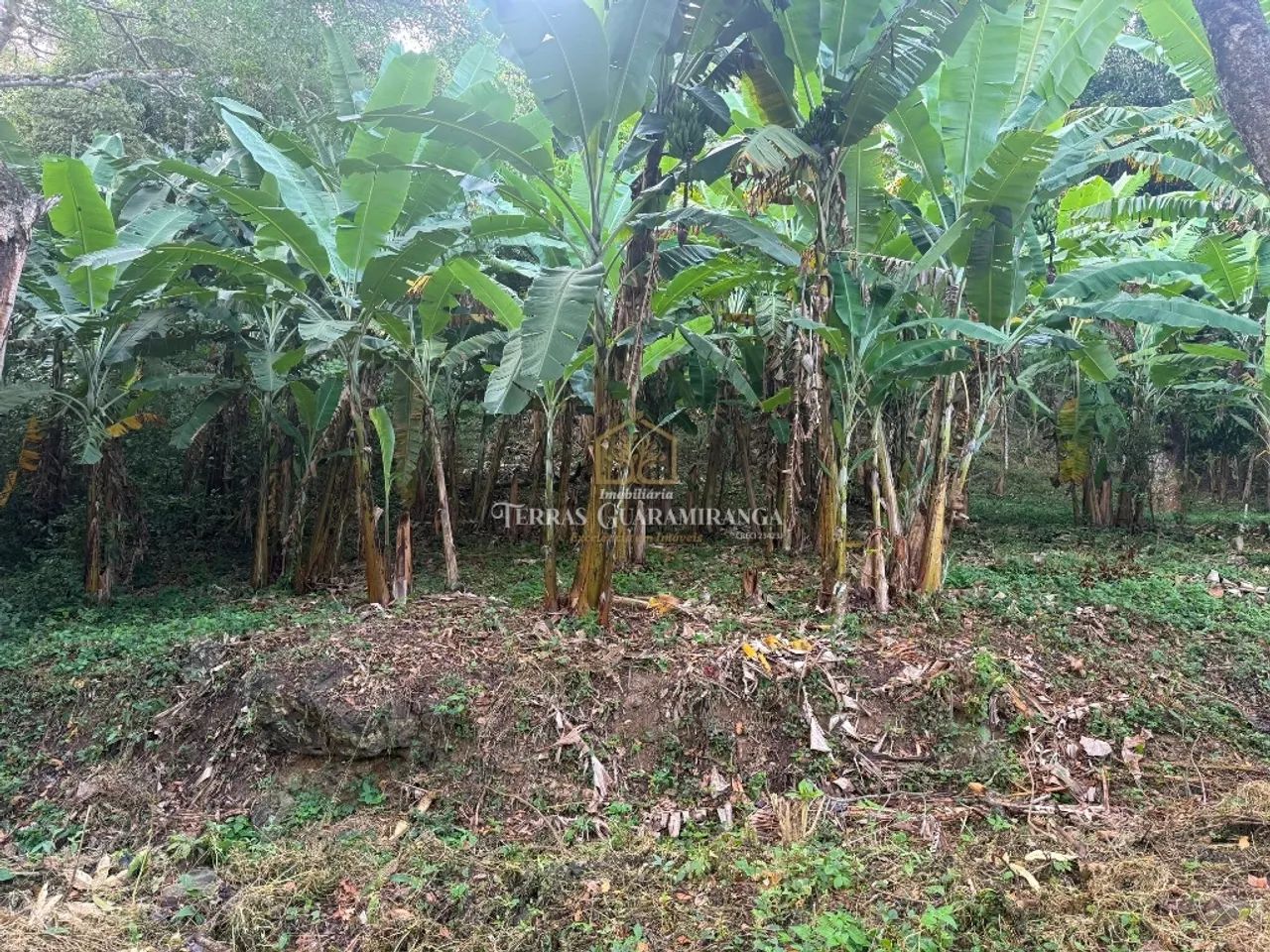 TERRENO NA CIDADE DE GUARAMIRANGA - CEARÁ - Foto 4