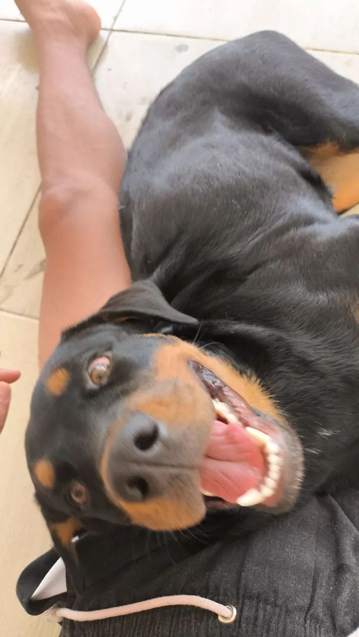 Rottweiler  - Foto 3