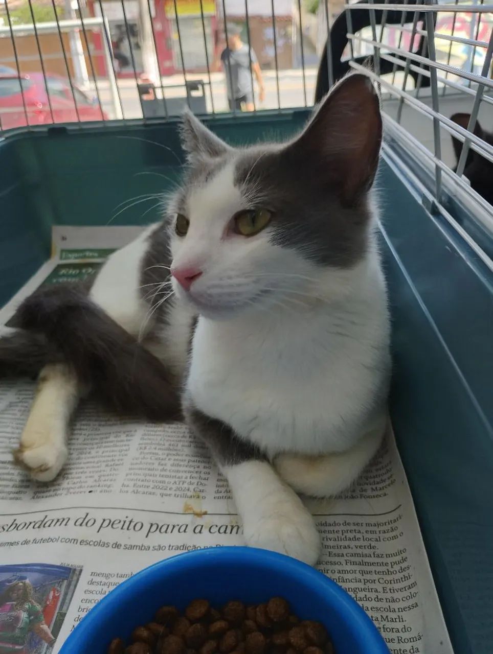 Gata CASTRADA, VACINADA e Vermifugada para adoção responsável  - Foto 3