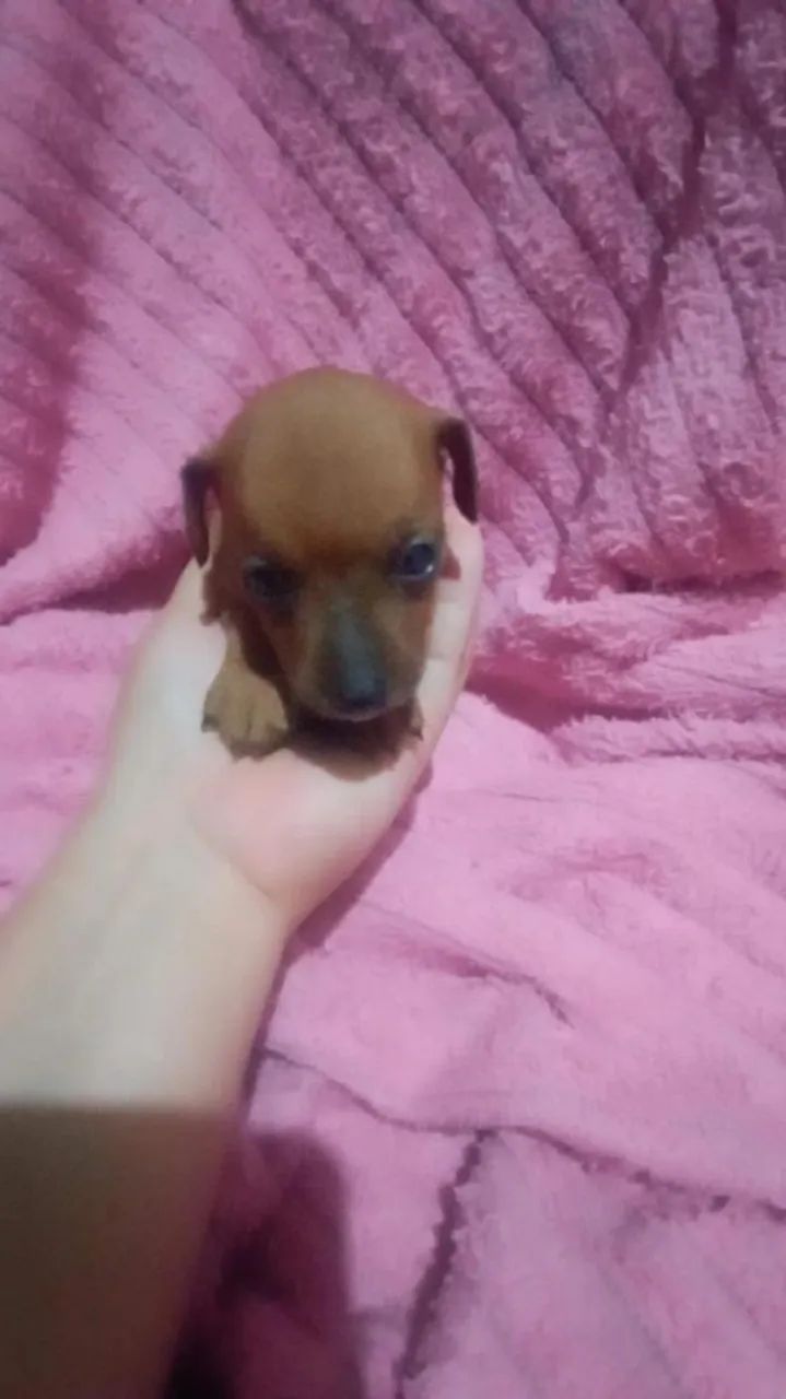 Pinscher zero fêmea  - Foto 6