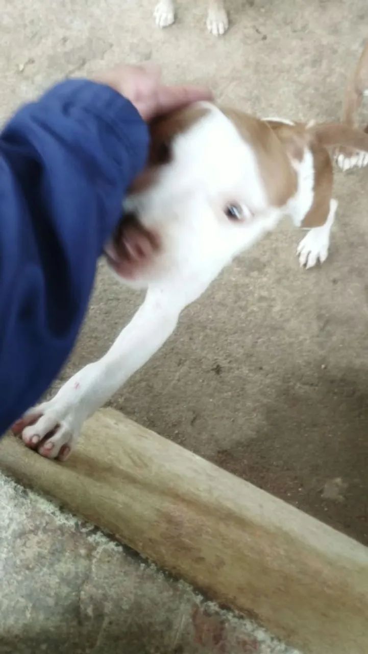 Cachorro  - Foto 2